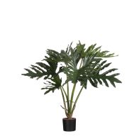 Mica Philodendron in pot 60 cm groen
