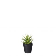 Mica Aloe Vera In Pot 17cm Groen