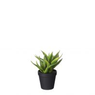 Mica Aloe Vera In Pot 23cm Groen